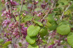 Cercis canadensis — photo 3